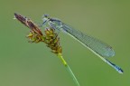 Un'immagine realizzata sabato scorso insieme al gruppo oramai consolidato Photo Natural Veneta per me  la prima :)
Nikon D300S, Tamron 180 macro, f16, 1/6s, iso 200, scatto remoto, alzata specchio, pannellini
[url=http://img839.imageshack.us/img839/2895/ischiuraelegansacr.jpg] foto in alta risoluzione [/url]