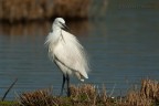Egretta garzetta