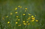 fiori di campo