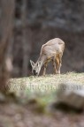 yearling con bottoni