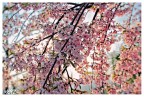 Spring Explosion