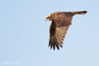 Falco di palude (Circus aeruginosus)
