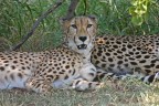 cheetah