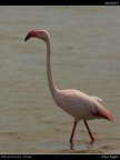 Camargue # 38