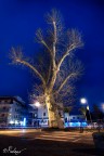 Siccome immobile,
dato il mortal sospiro,
stette la spoglia immemore
orba di tanto spiro.

Sopravvissuto alla prima e alla seconda guerra mondiale, ecco la sua ultima foto prima che vesisse abbattuto per l'incuria dell'uomo