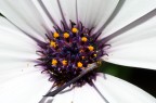 Nikon D90 + 55-200 VR + Raynox DCR-250
