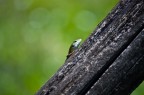 Nikon D90 + 55-200 VR