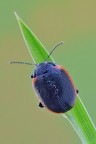 Chrysolina rossia