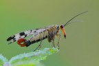 Panorpa cognata
