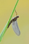 Serratella ignita