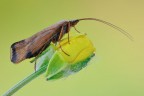 Limnephilus lunatus