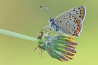 Lycaena tityrus