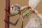 Sympetrum fonscolombii
www.rossidaniele.com
Canon EOS 7D + Sigma 180mm f/3.5 EX APO Macro HSM
f16 - 1/2 - ISO 200 - cavalletto - scatto remoto - plamp - pannellini
02.10.2011 ore 7.24
Suggerimenti e critiche sempre ben accetti.
Consiglio la visione in alta risoluzione
[url=http://www.rossidaniele.com/HR/_MG_1669copia-mdc-1500.jpg]Versione HR[/url]