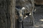 Canon 75-300 4-5.6 / Eos 300d
Iso 400 - 1/250 f/4.5
