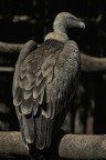 Canon 75-300 4-5.6 / Eos 300d
Iso 200 - 1/1250 f/5