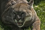 Canon 75-300 4-5.6 / Eos 300d
Iso 200 - 1/200 f/5.6