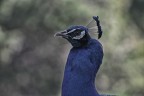 Canon 75-300 4-5.6 / Eos 300d
Iso 400 - 1/100 f/6.3