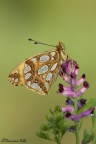 Issotia lathonia & Fumaria officinalis

100 macro
f4.5
ISO 100

HR