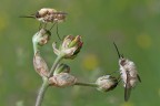 Bombylius minor