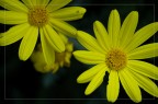 Coppia margherite gialle