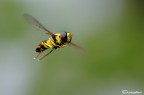 Nuova specie in volo
