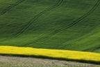 giallo/verde