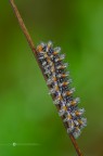 Melitaea didyma (Esper, 1779)