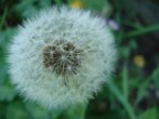 soffia....