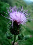 fiore di campo