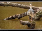 Camargue # 39