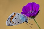 Prova di crop