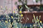 Salve! Purtroppo sembro non avere grossi successi, mi consigliate?
Critiche e consigli ben accetti! 
____
Nikon d3100 :)