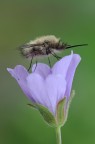Bombylius minor