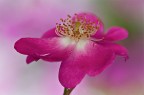 rosa canina
