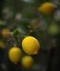 d700+50mm1,2