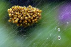 Spiderball!!!!!