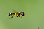 Sempre in volo, diversa angolazione