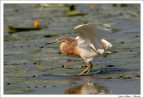 Equilibrismo
