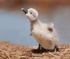 Cigno