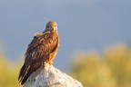 Eos 7D + 500 ef 4 L is F:5 T:1/1000 iso 320                   Aprile 2012 Extremadura