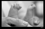 Piedini