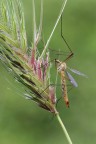 ...Tipula...!!!