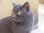 La mia gattina