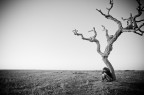 Portogallo. Cabo de Sao Vicente ossia la punta estrema "in basso a sinistra" dell'Europa. Quello ritratto  l'ultimo albero. Poi solo Oceano.