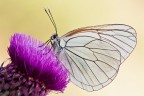 Aporia