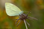 Pieris rapae (Linnaeus, 1758)
www.rossidaniele.com
Canon EOS 7D + Sigma 180mm f/3.5 EX APO Macro HSM
f16 - 1/8 - ISO 100 - cavalletto - scatto remoto - plamp - pannellini
16.10.2011 ore 9.13
Suggerimenti e critiche sempre ben accetti.
Consiglio la visione in alta risoluzione
[url=http://www.rossidaniele.com/HR/_MG_1733copia-mdc-1500.jpg]Versione HR[/url]