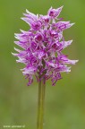 Dopo due anni di ricerche finalmente abbiamo trovato anche noi questa splendida orchidea.

Canon 7D - Sigma 180mm f/3.5 EX DG HSM Macro - 1/30 - f/13 - ISO 320 - treppiede