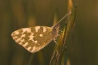 Pontia edusa