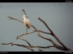 Camargue # 41
