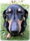Pippo...di muso